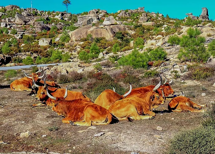 דירה Refugio Do Vidoeiro *